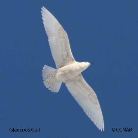 Birds of North America