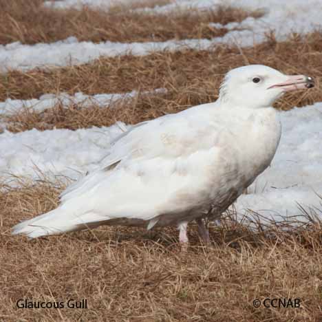 Birds of North America