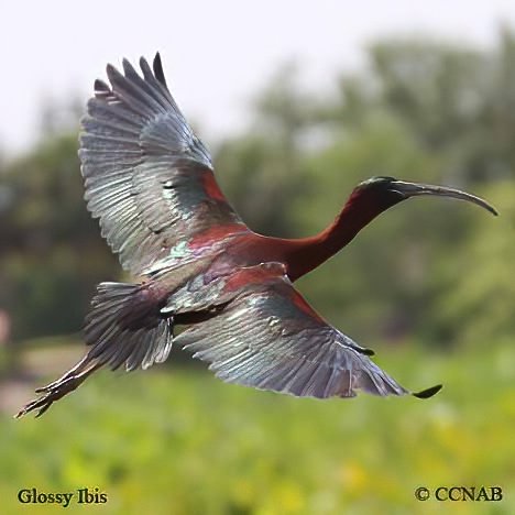 Birds of North America