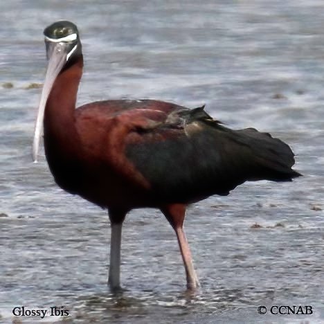 Birds of North America