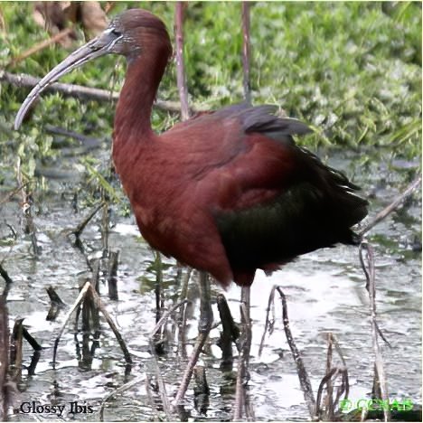 Birds of North America