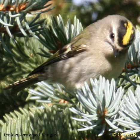 Birds of North America