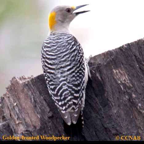 Birds of North America