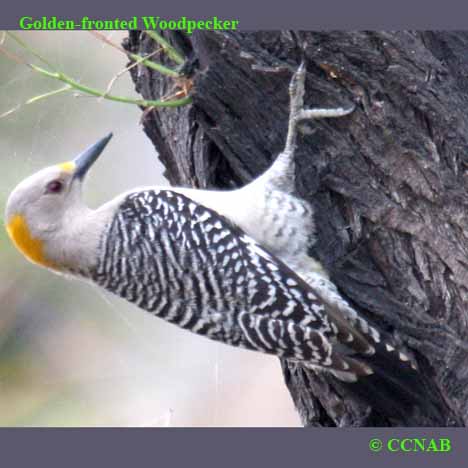 Birds of North America