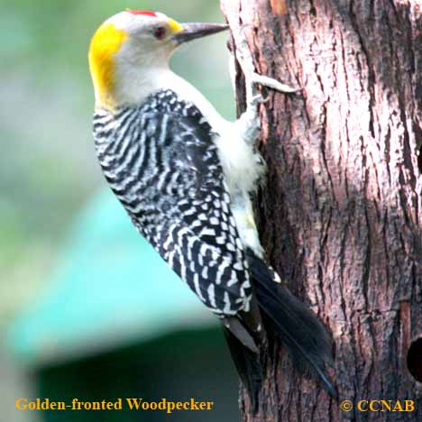 Golden-fronted Woodpecker