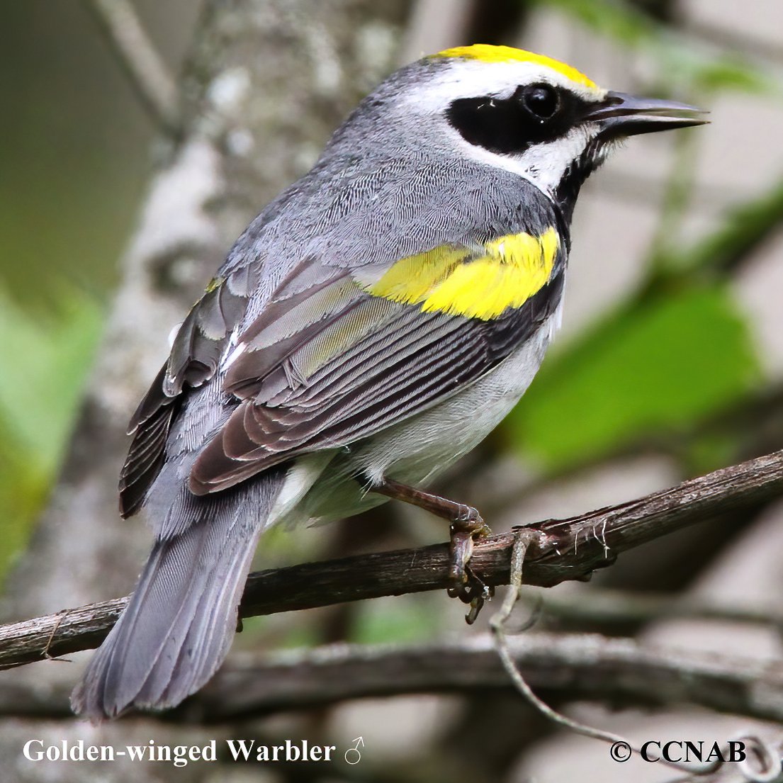Birds of North America