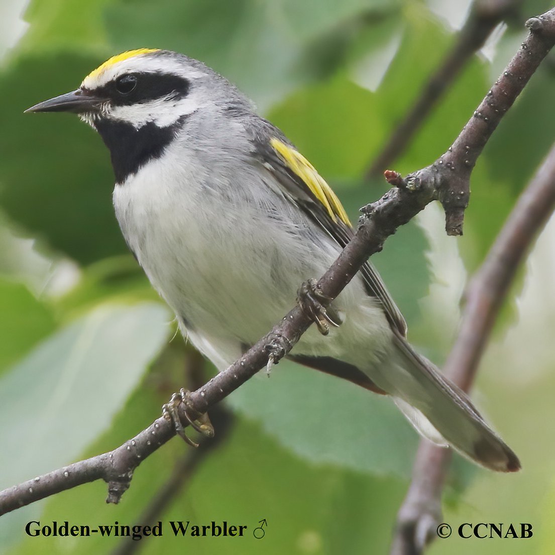 Birds of North America