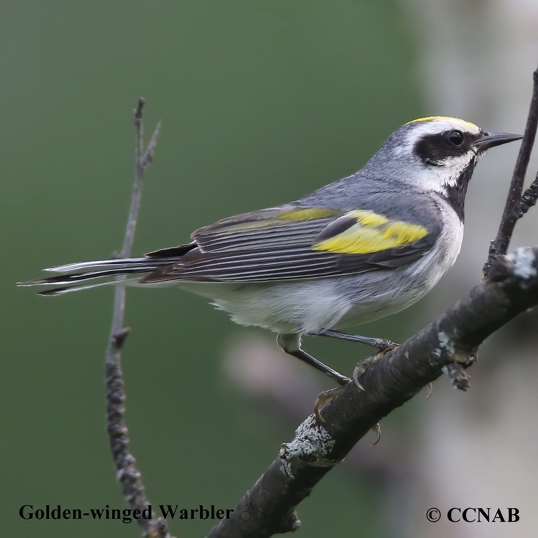 Birds of North America