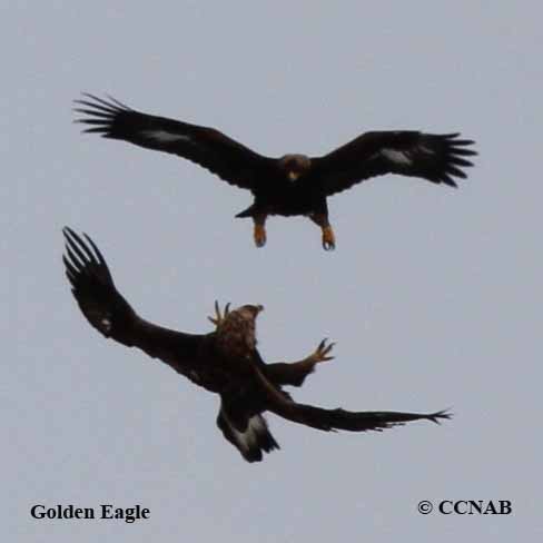 Birds of North America