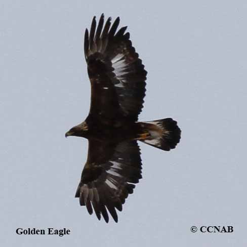 Birds of North America