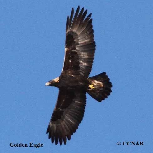 Birds of North America