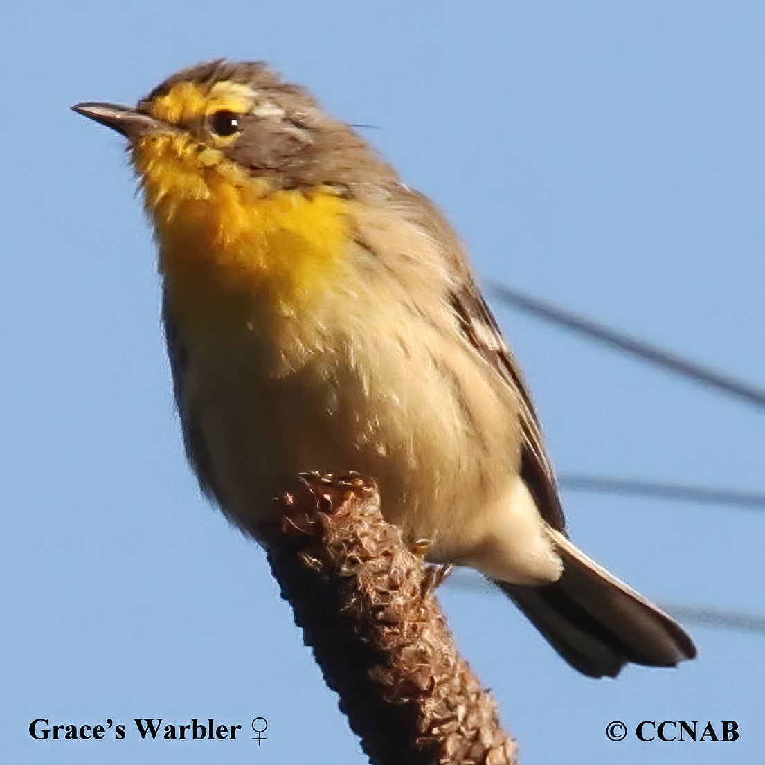 Birds of North America