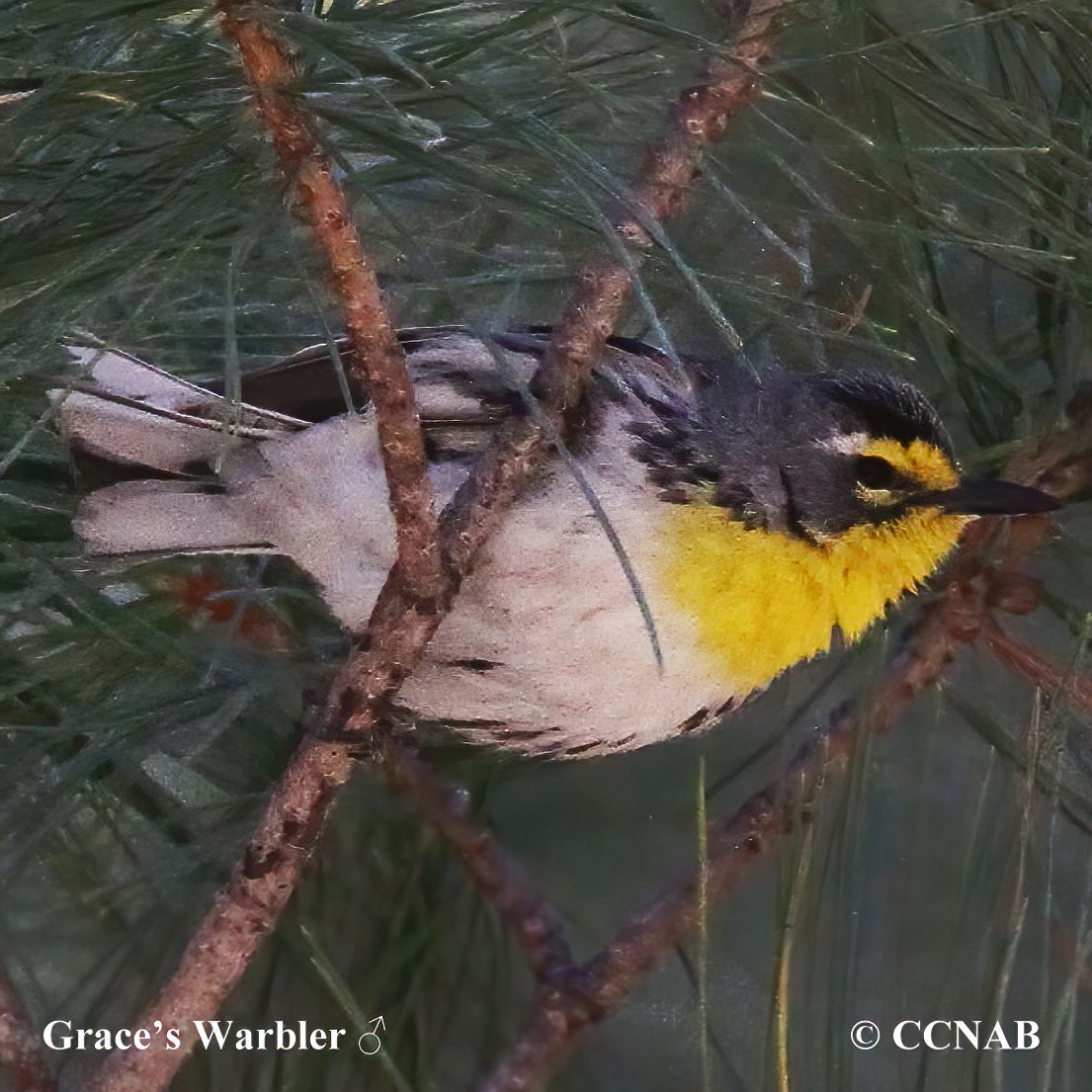 Birds of North America
