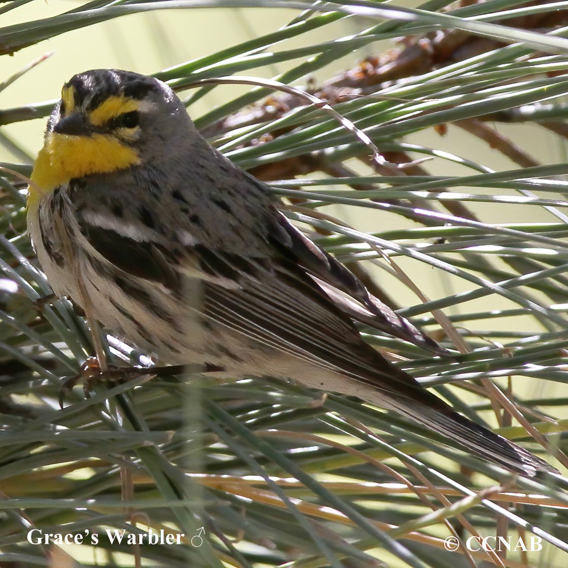 Birds of North America