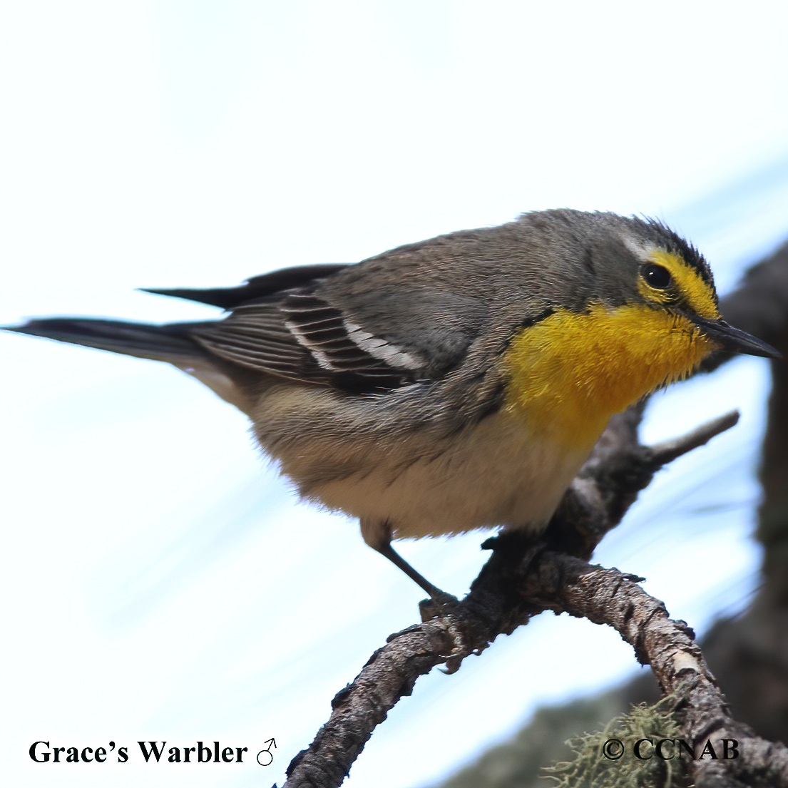 Birds of North America