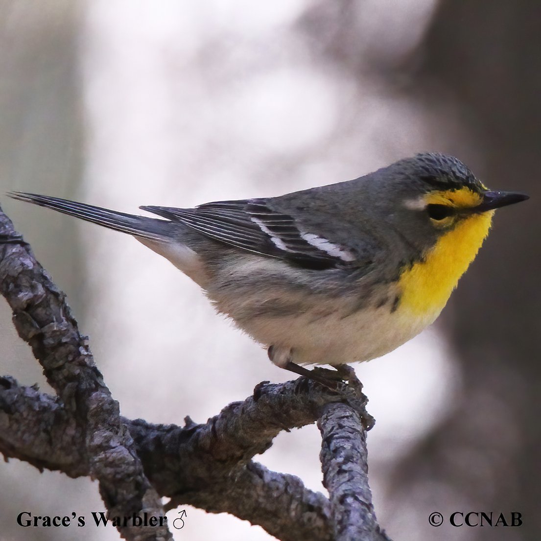 Birds of North America