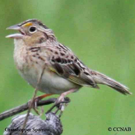 North American Sparrows
