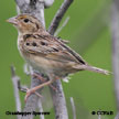 Grasshopper Sparrow range map
