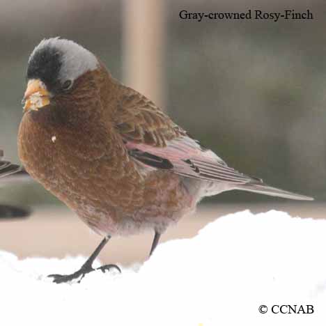 Birds of North America