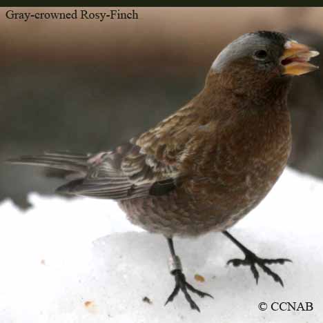 Birds of North America