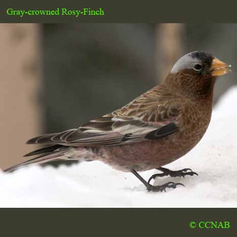 Birds of North America