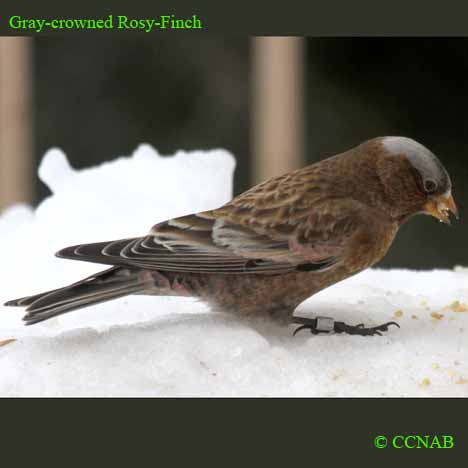 Birds of North America