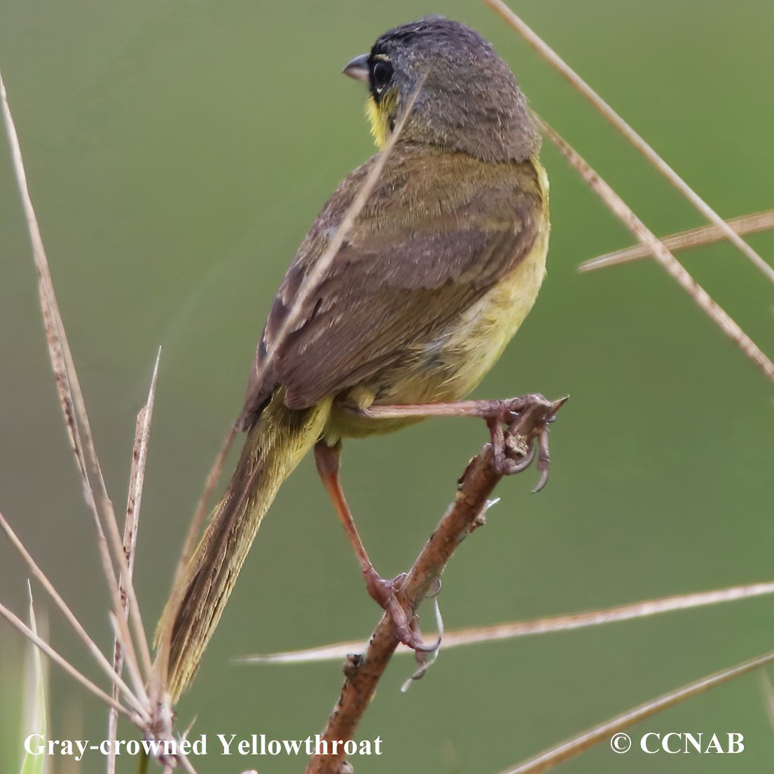 Birds of North America
