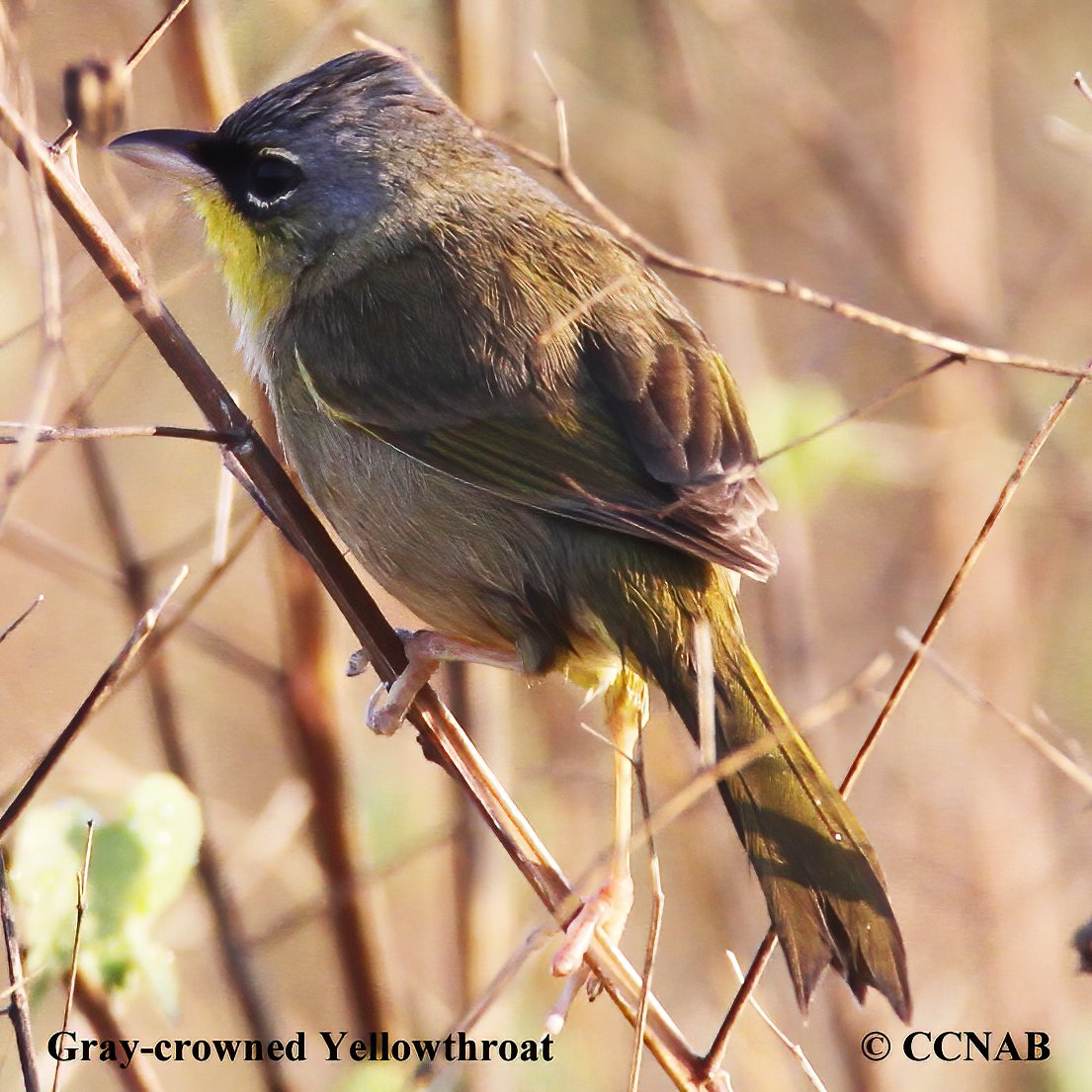 Birds of North America