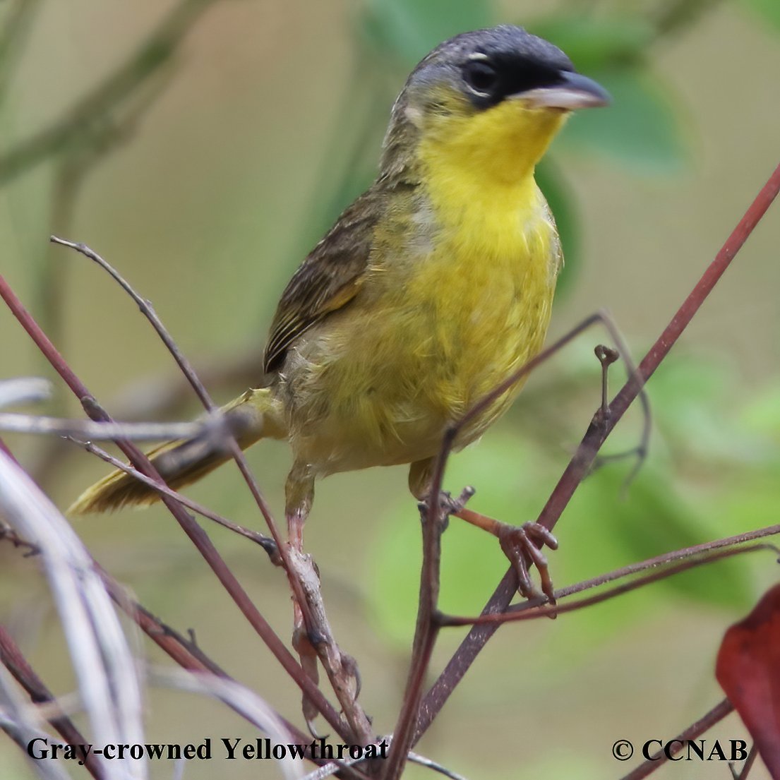 Birds of North America