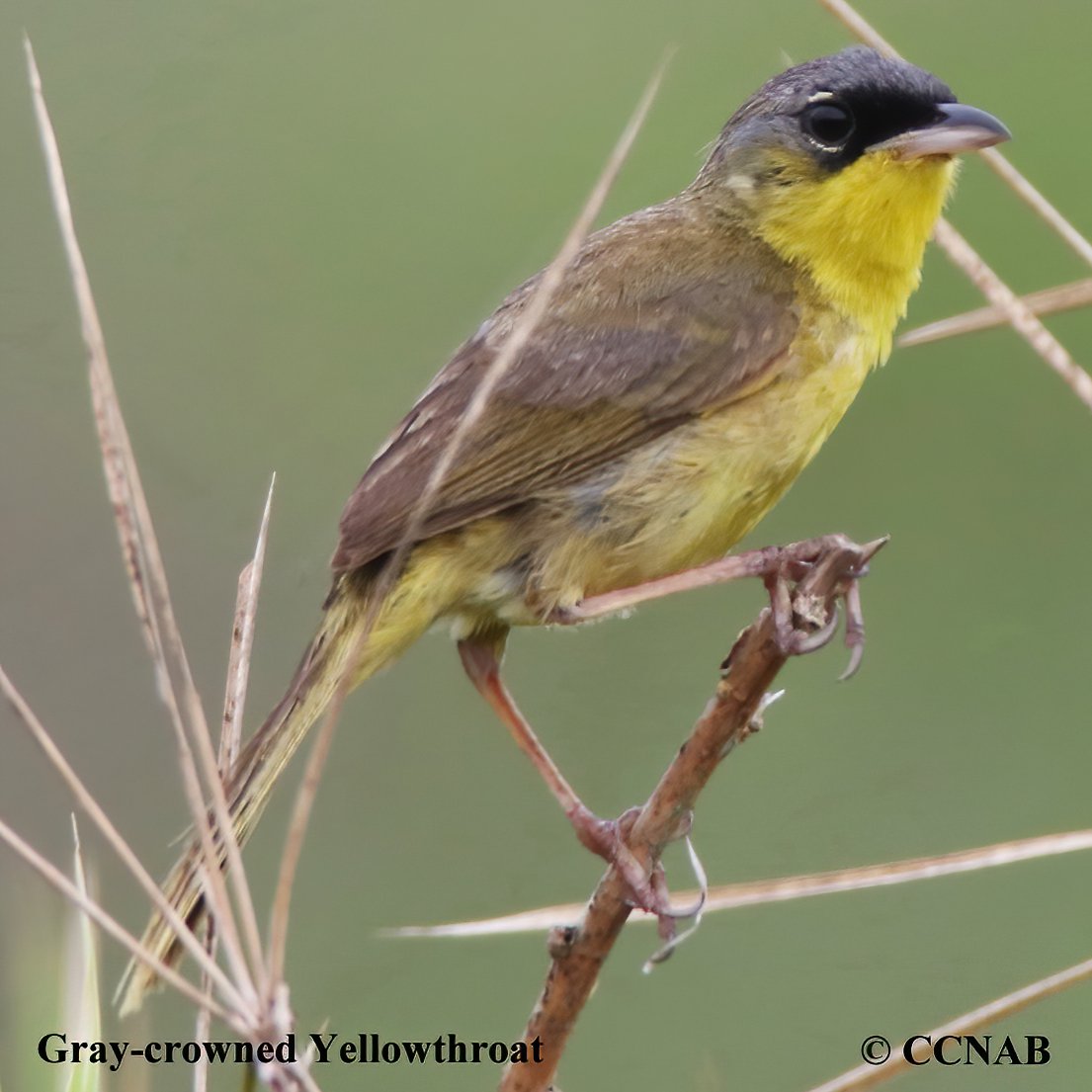 Birds of North America
