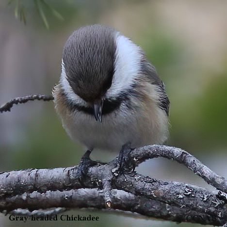 Birds of North America