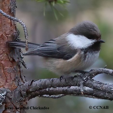 chickadees