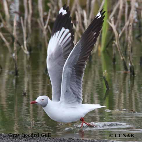 Birds of North America