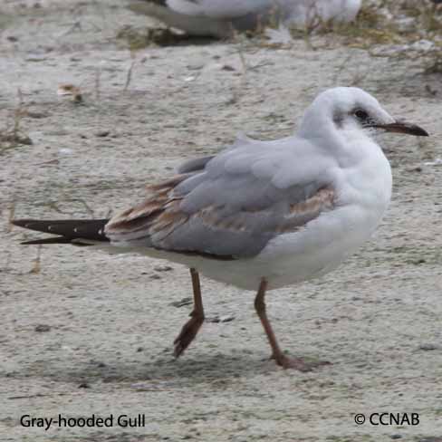 Birds of North America