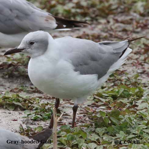 Birds of North America