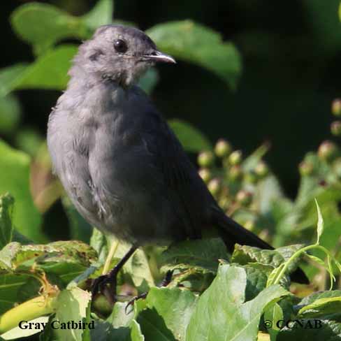 Birds of North America