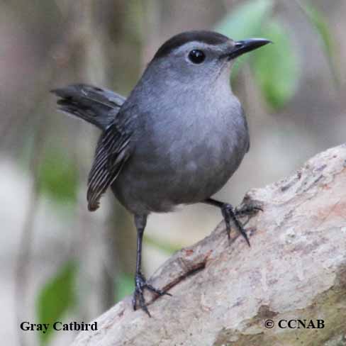 Birds of North America