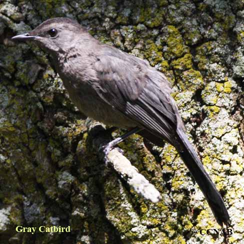 Gray Catbird