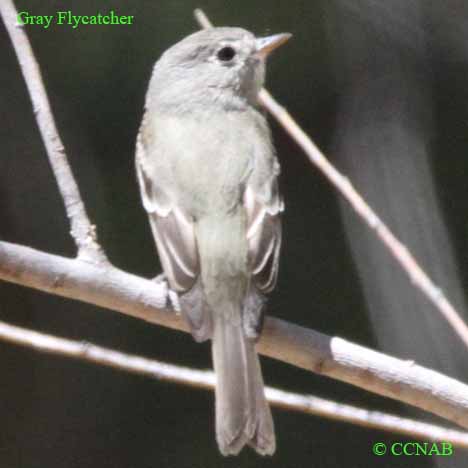 Birds of North America