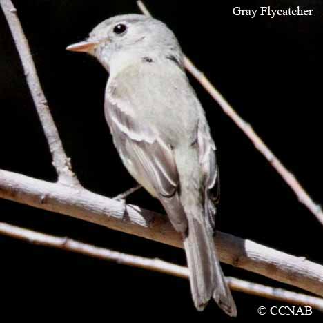 Birds of North America