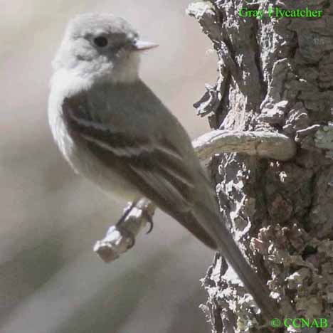 Birds of North America