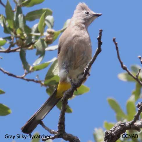 Birds of North America