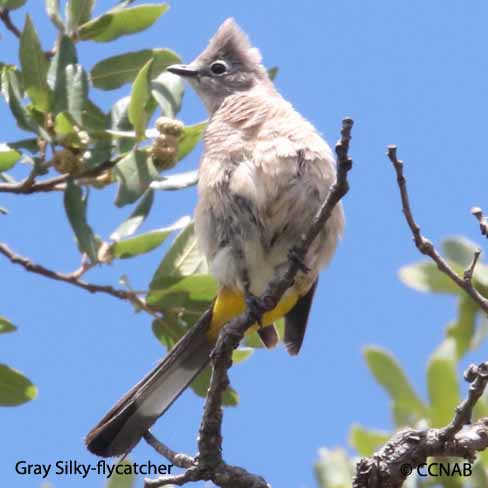 Birds of North America