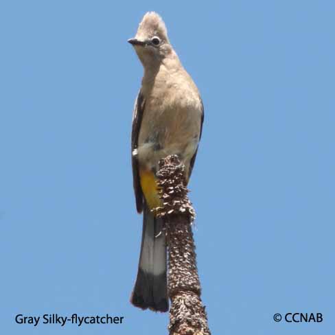 Birds of North America