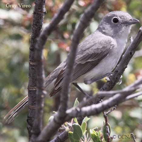 North American Vireos
