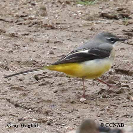 Gray Wagtail
