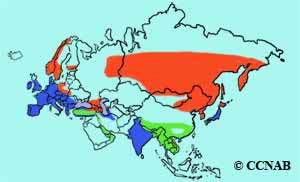 Gray Wagtail range map