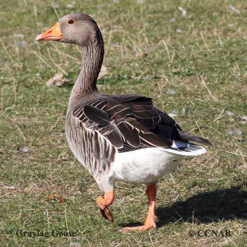 Birds of North America
