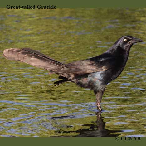 Birds of North America