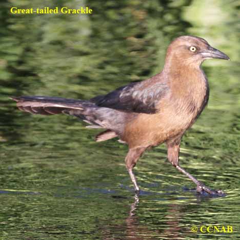Birds of North America